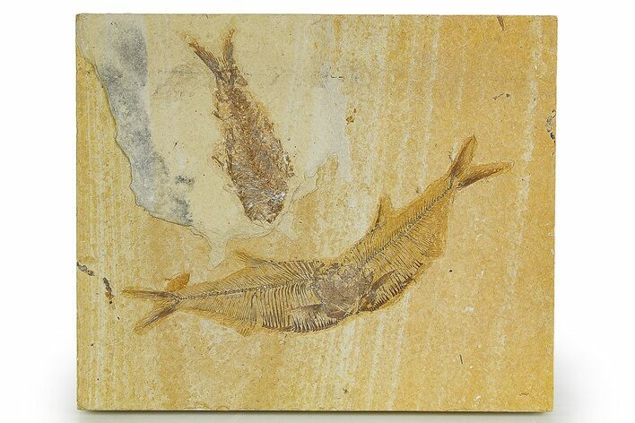 Two Diplomystus Fossil Fish With Knightia - Wyoming #320169
